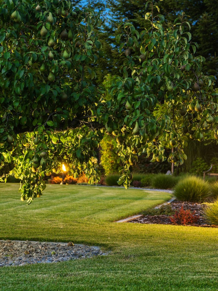 Beautiful Landscape Garden with Outdoor Lights